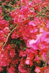 Bougainvillea in bloom